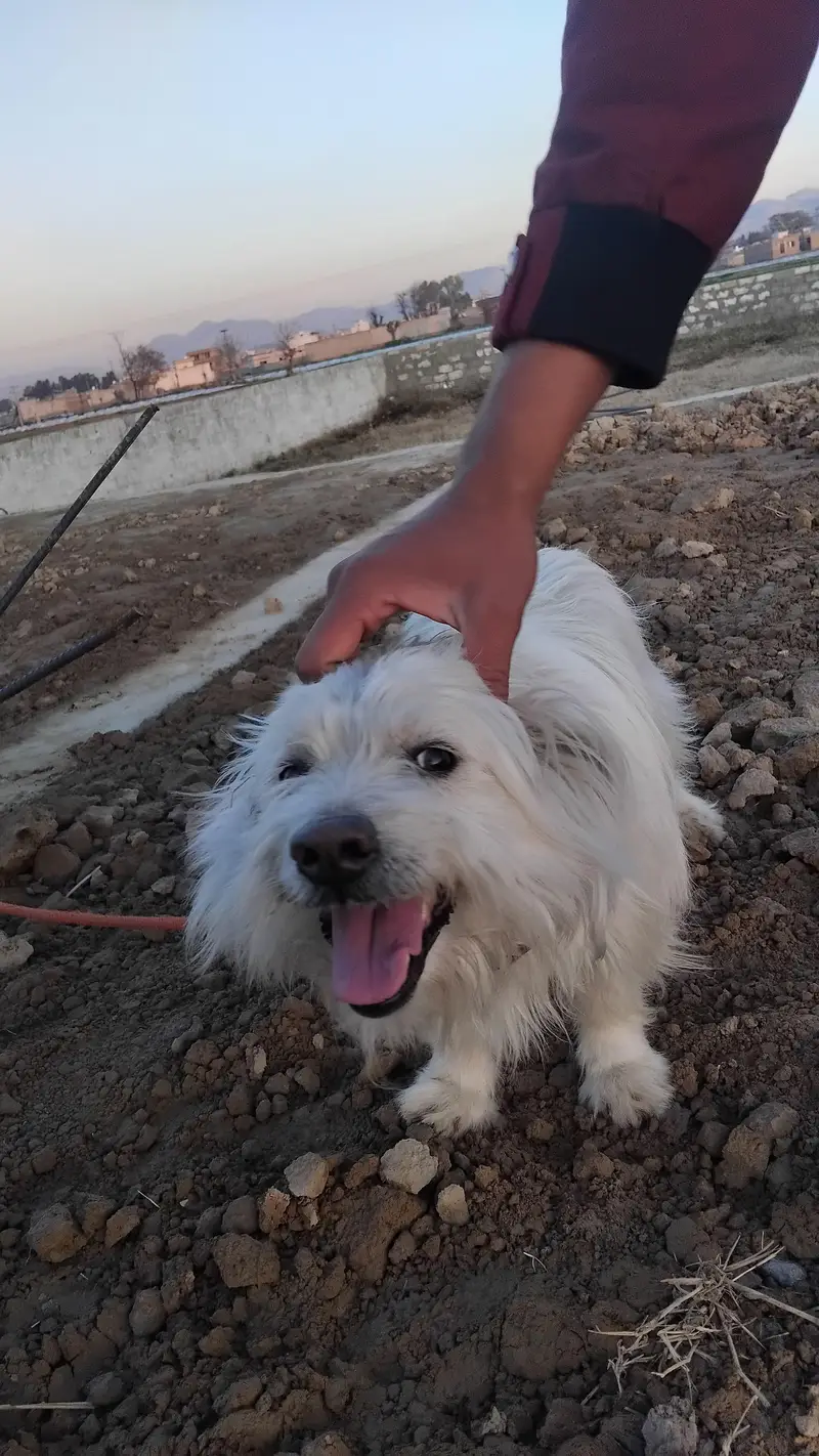 Russian dog — photo 4