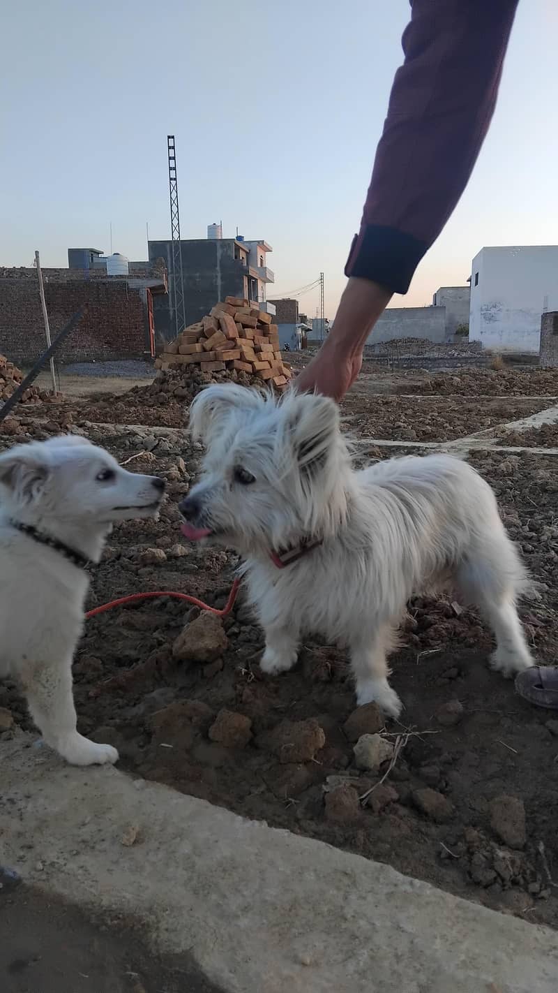 Russian dog 4