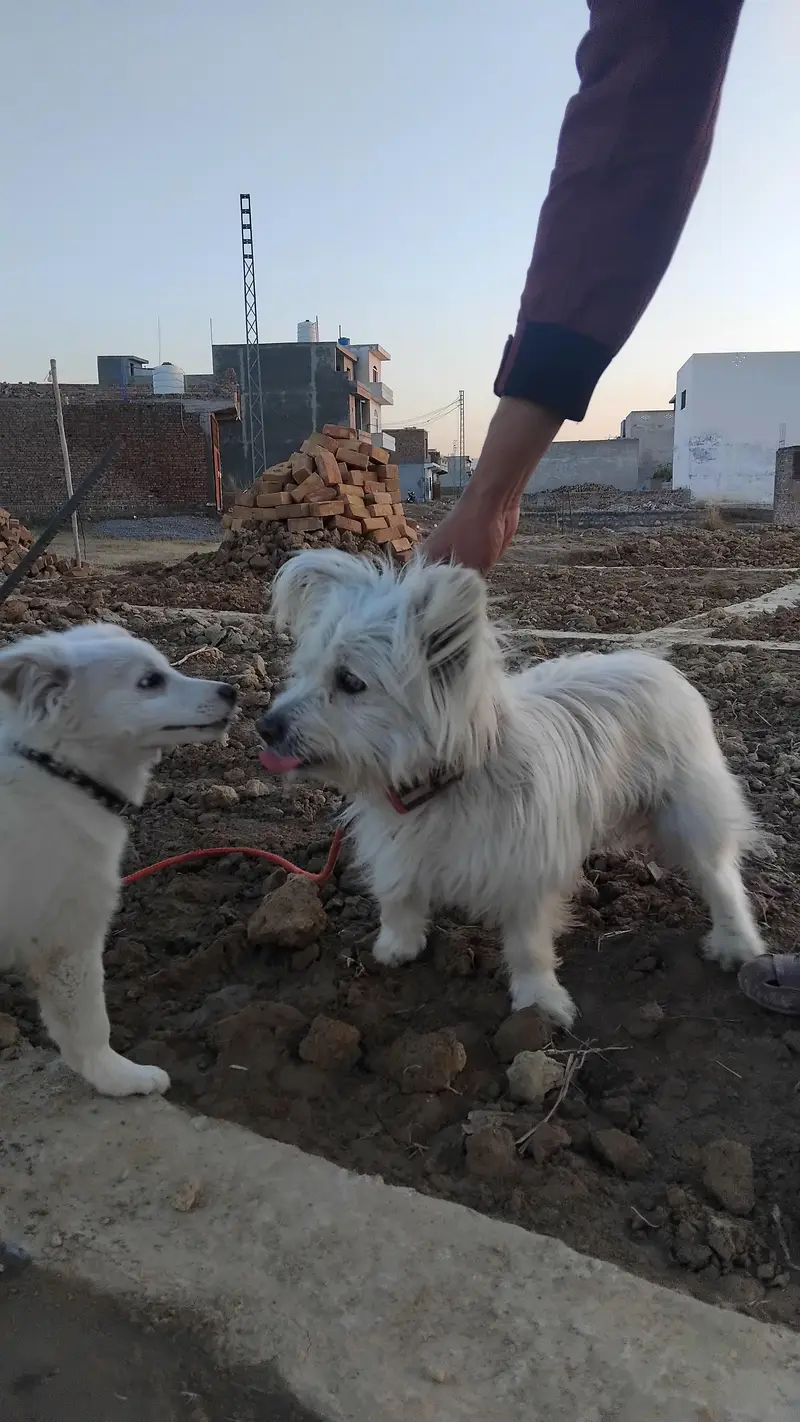 Russian dog — photo 5