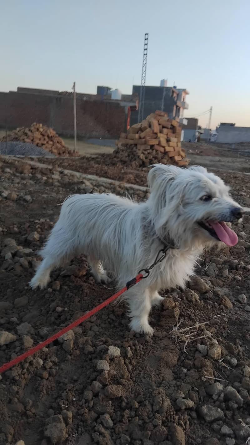 Russian dog 5