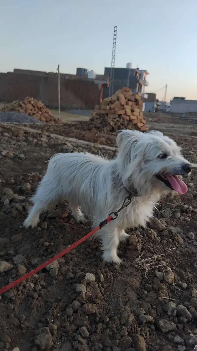 Russian dog — photo 6
