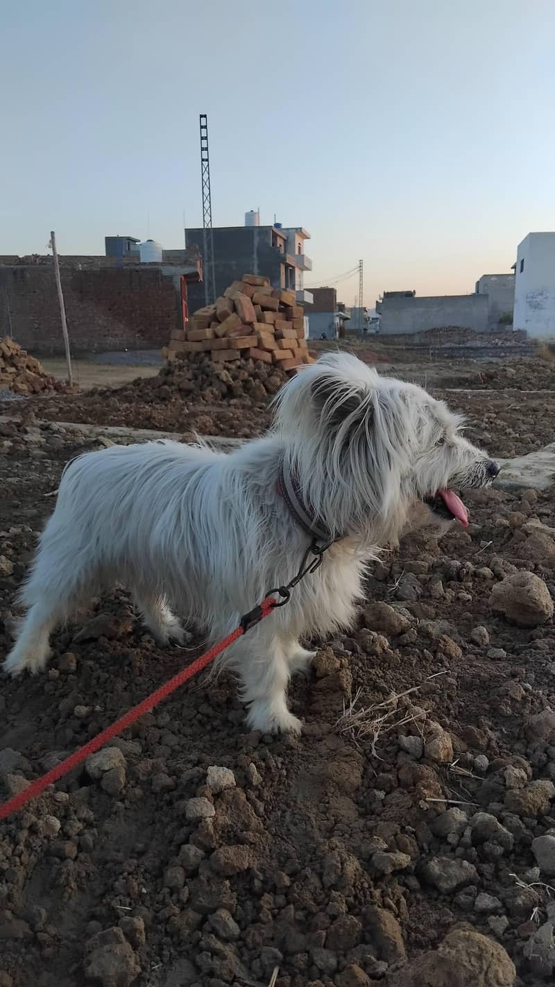 Russian dog 6