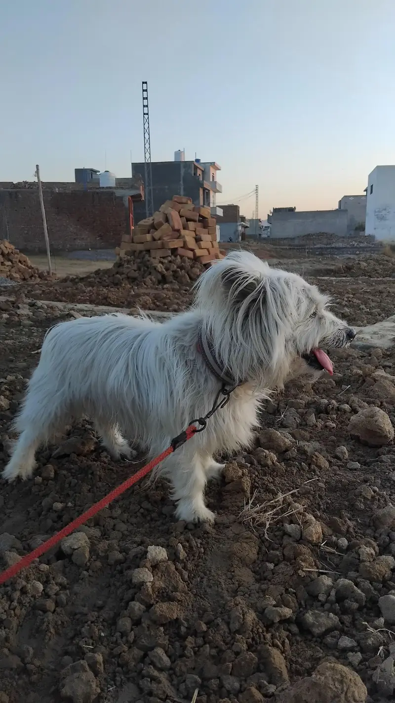 Russian dog — photo 7