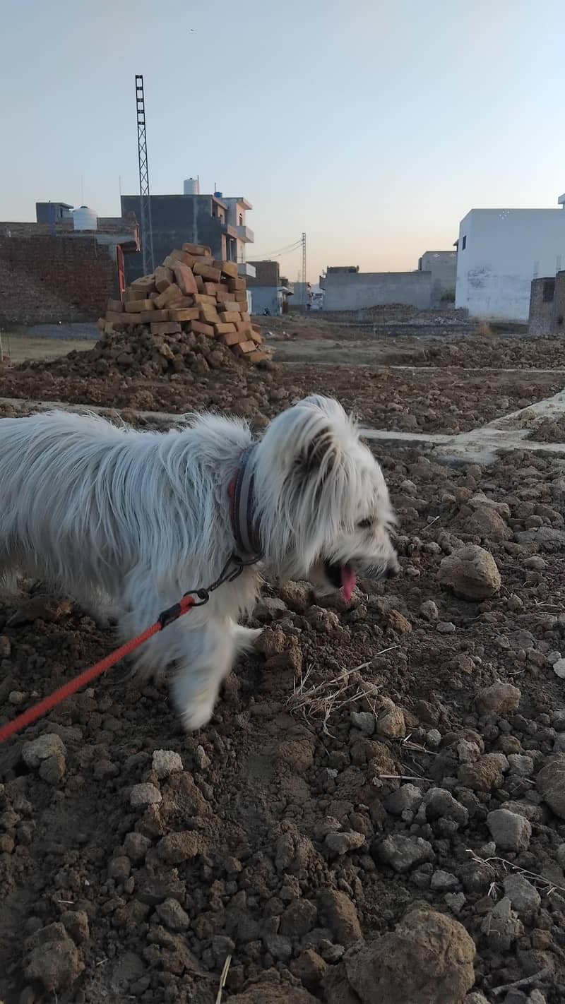 Russian dog 7
