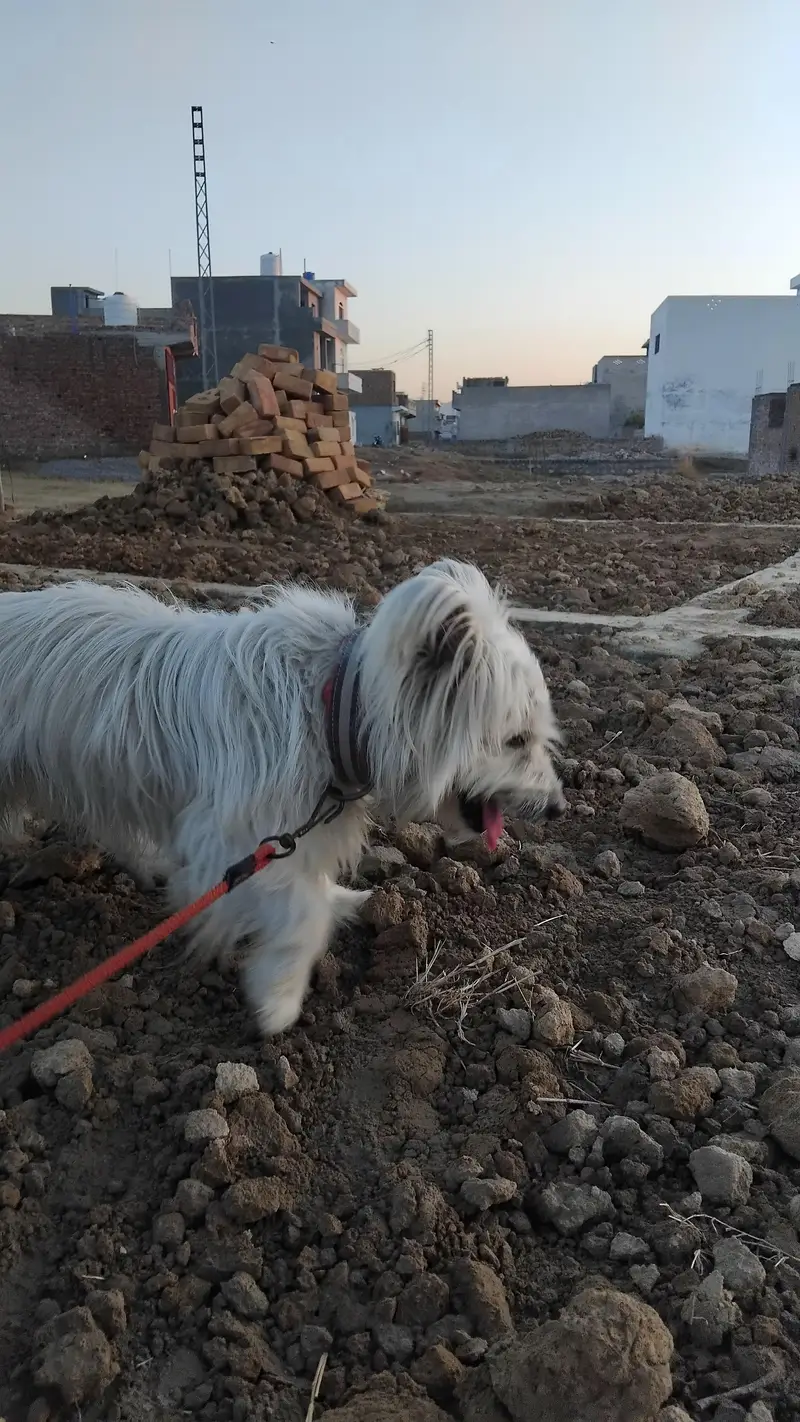 Russian dog — photo 8