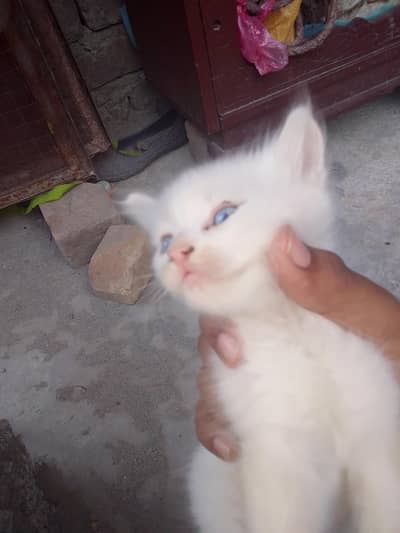 Persian kittens