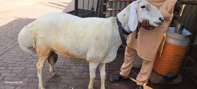 dunba for sale
