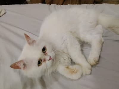 Persian Cat Female 6 years Age