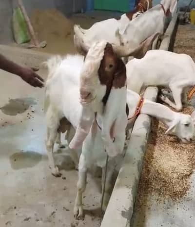 Goht bakar for sale