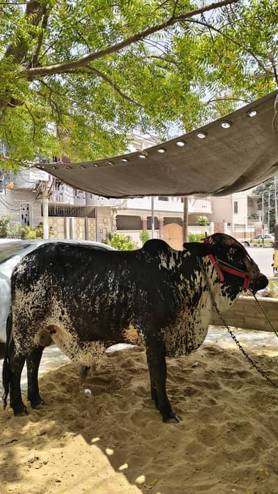 Qurbani  Hissa available