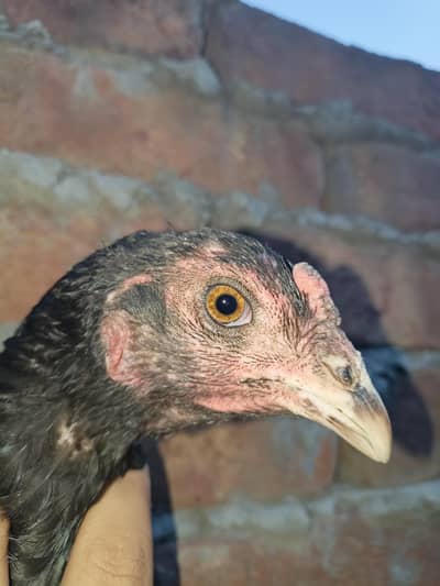 Thai pokoya Madi forsale Aseel chicks or pathi Punas, Burmi,Dragon,