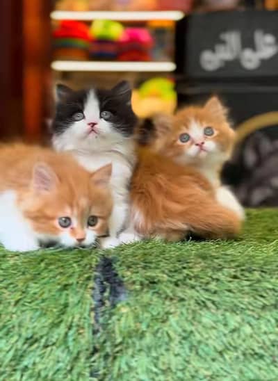 Persian Kittens |Blue Eyes|3 coted |Cat Baby OƷ48029O146 ωtsap