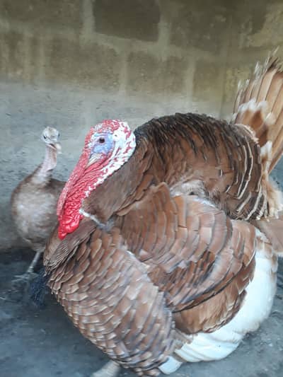 Golden Turky Male