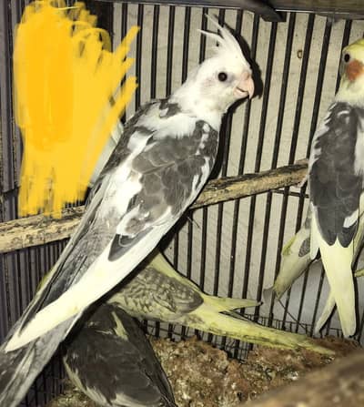 cockatiel v pied , pearl pied and eno pied cocktail chicks or babies