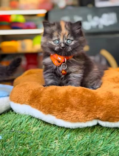 Persian Kittens |Blue Eyes|3 coted |Cat Baby OƷ48029O146 ωtsap