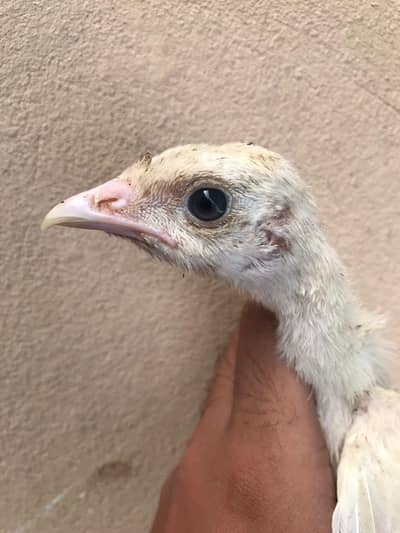 Lavender blue slate & broadbrested Holland white turkey bird chicks