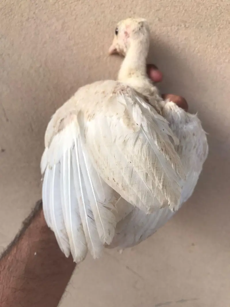 Lavender blue slate & broadbrested Holland white turkey bird chicks — photo 6
