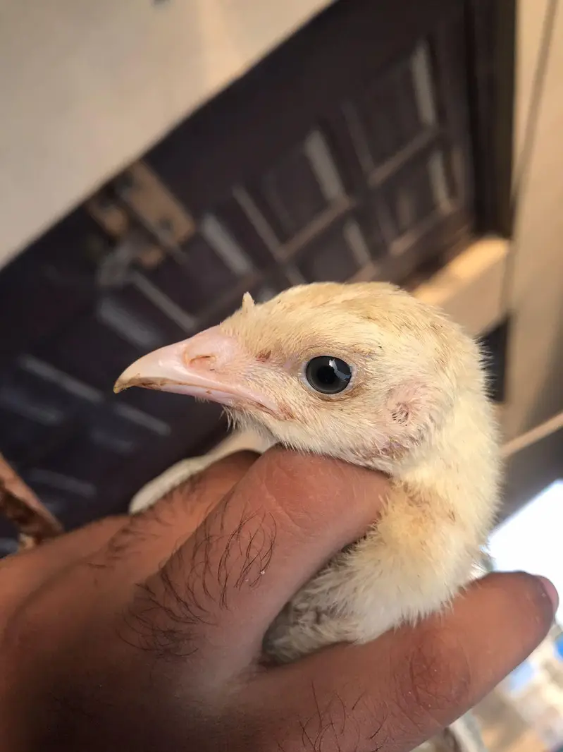 Lavender blue slate & broadbrested Holland white turkey bird chicks — photo 7