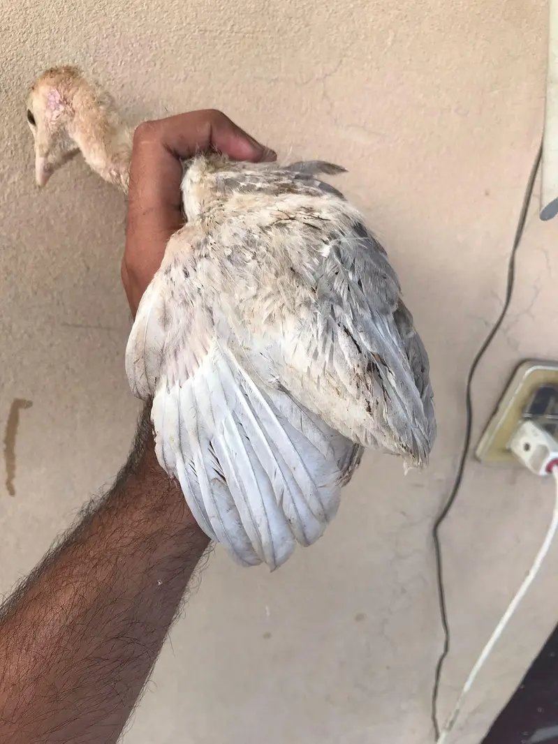 Lavender blue slate & broadbrested Holland white turkey bird chicks — photo 8