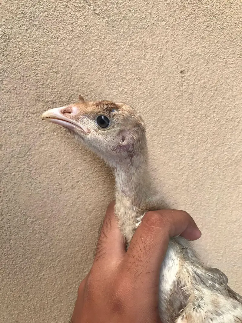 Lavender blue slate & broadbrested Holland white turkey bird chicks — photo 9