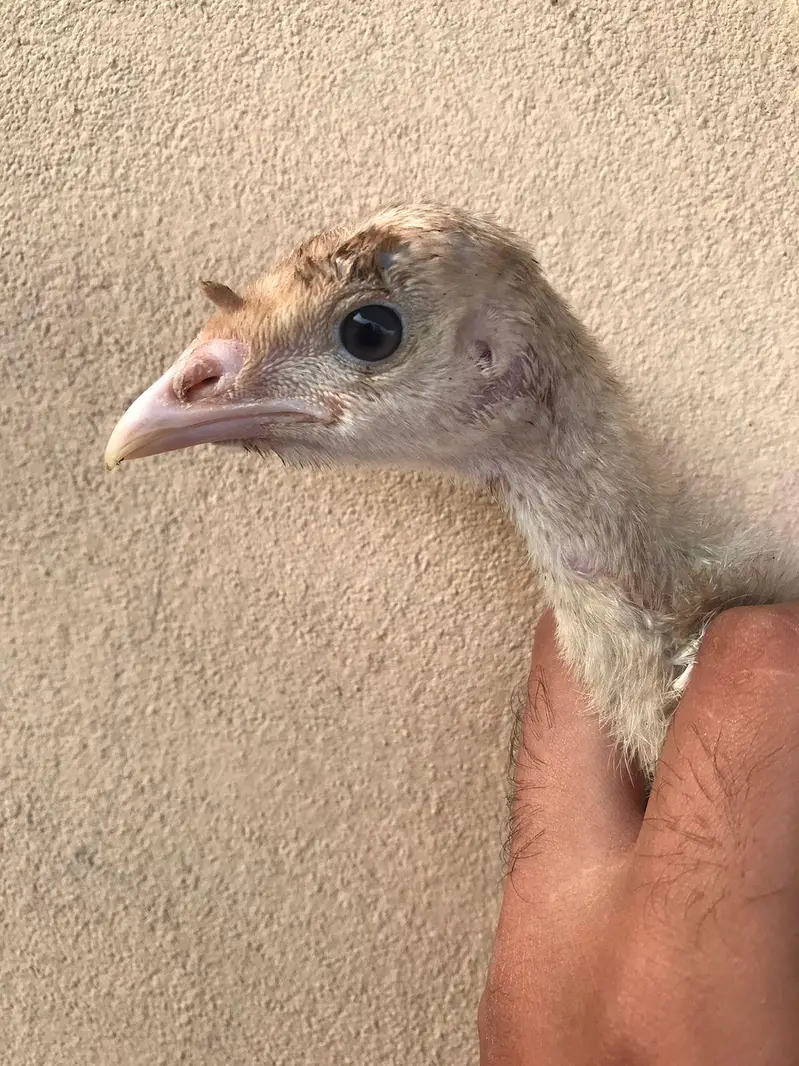 Lavender blue slate & broadbrested Holland white turkey bird chicks — photo 10