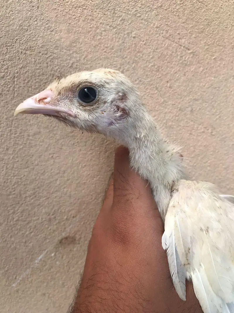 Lavender blue slate & broadbrested Holland white turkey bird chicks — photo 11