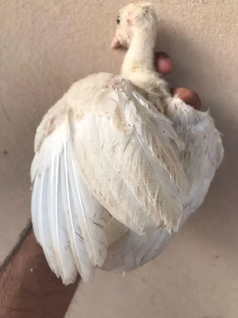 Lavender blue slate & broadbrested Holland white turkey bird chicks — photo 12