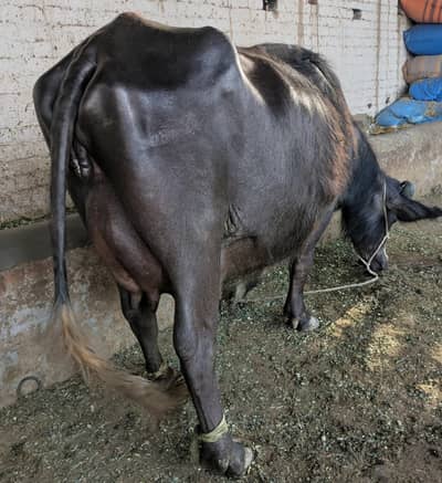 Neeli breed first time buffalo Sath katta