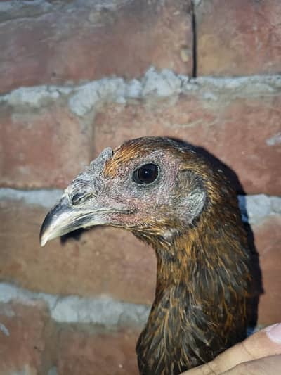 Thai pokoya orDragon Mad forsale Aseel chick pathi Punas, Burmi,Dragon