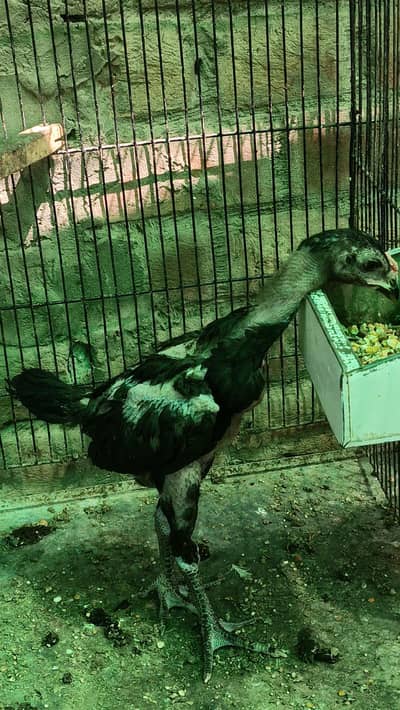 Thai pokoya orDragon Murga Aseel chicks pathi Punas, Burmi,Dragon