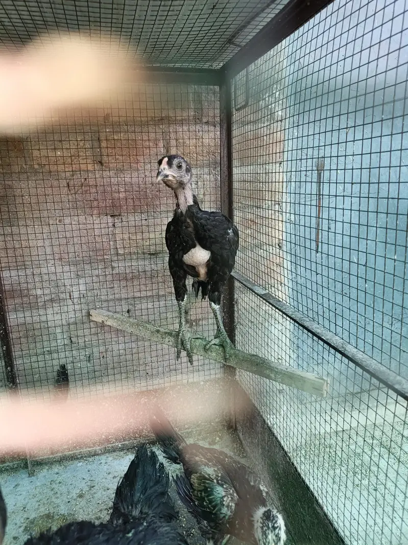 Thai pokoya orDragon Murga Aseel chicks pathi Punas, Burmi,Dragon — photo 2