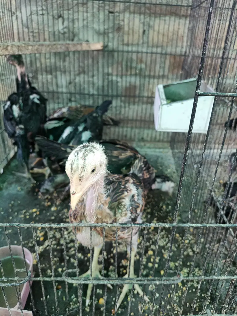 Thai pokoya orDragon Murga Aseel chicks pathi Punas, Burmi,Dragon — photo 3