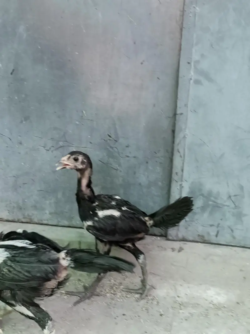 Thai pokoya orDragon Murga Aseel chicks pathi Punas, Burmi,Dragon — photo 4