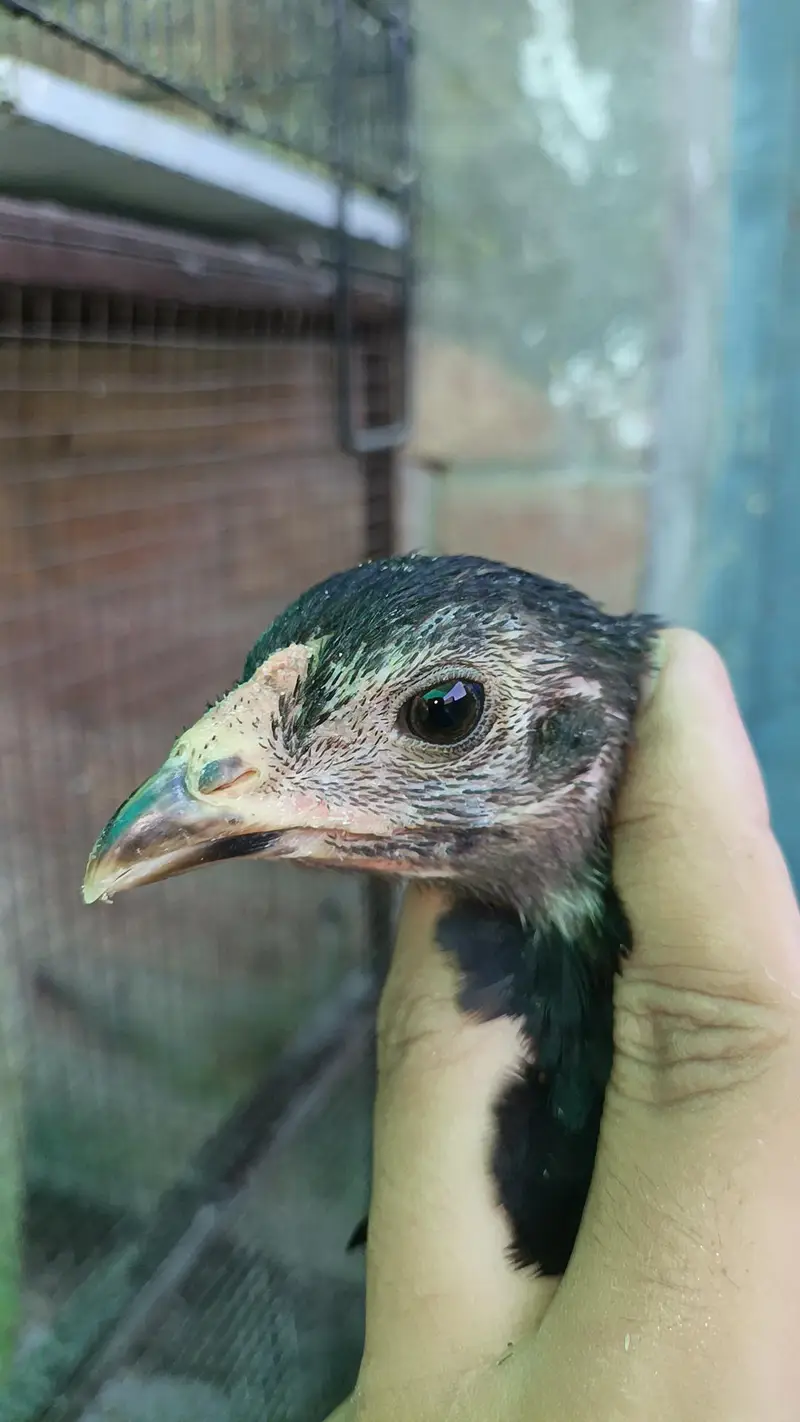 Thai pokoya orDragon Murga Aseel chicks pathi Punas, Burmi,Dragon — photo 5