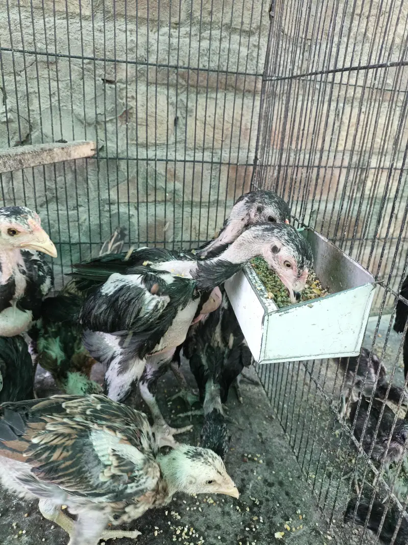 Thai pokoya orDragon Murga Aseel chicks pathi Punas, Burmi,Dragon — photo 6
