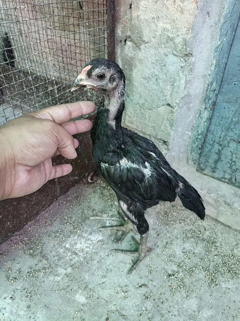 Thai pokoya orDragon Murga Aseel chicks pathi Punas, Burmi,Dragon — photo 7