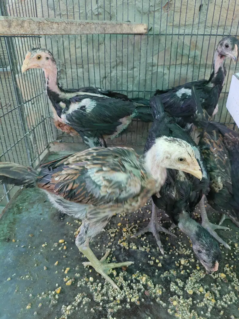 Thai pokoya orDragon Murga Aseel chicks pathi Punas, Burmi,Dragon — photo 8