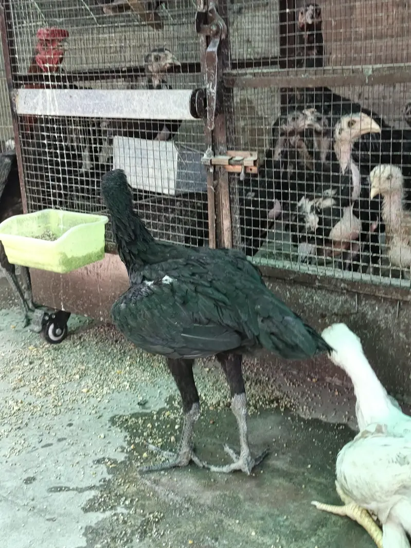 Thai pokoya orDragon Murga Aseel chicks pathi Punas, Burmi,Dragon — photo 9