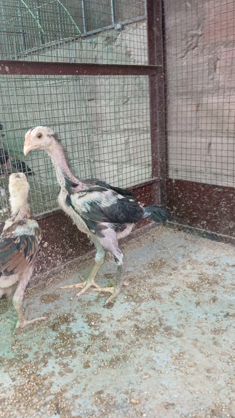 Thai pokoya orDragon Murga Aseel chicks pathi Punas, Burmi,Dragon — photo 10