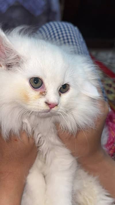 White  kitten babay Available