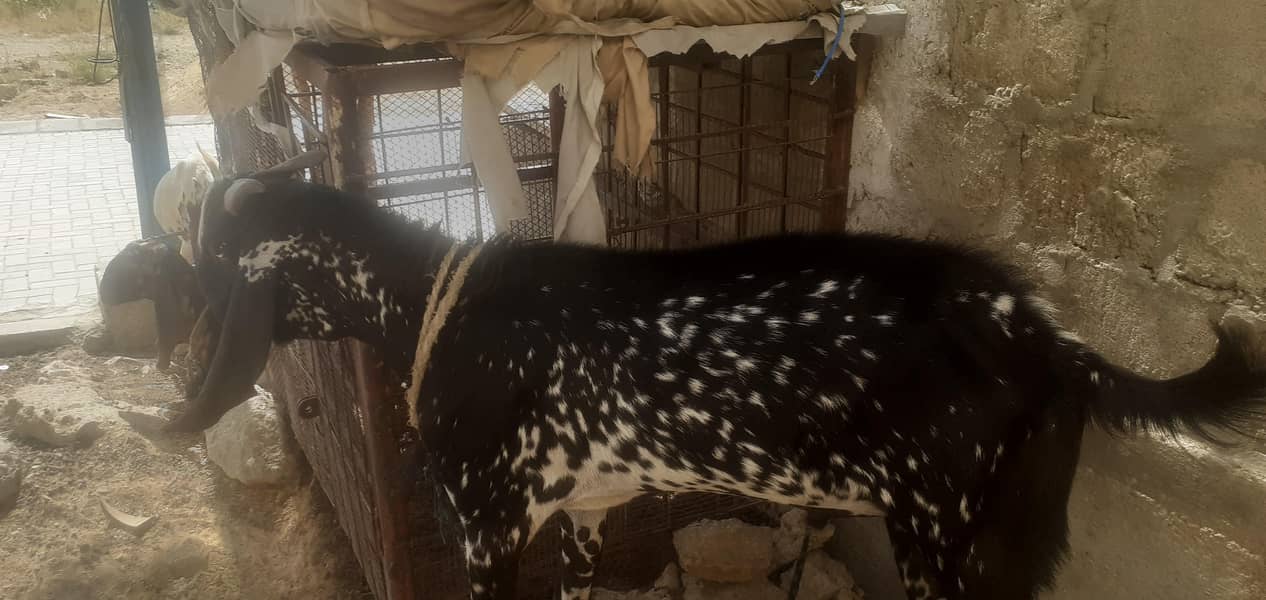 Bakra Ando breeder 1