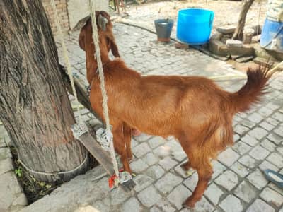 Qurbani ka bakra