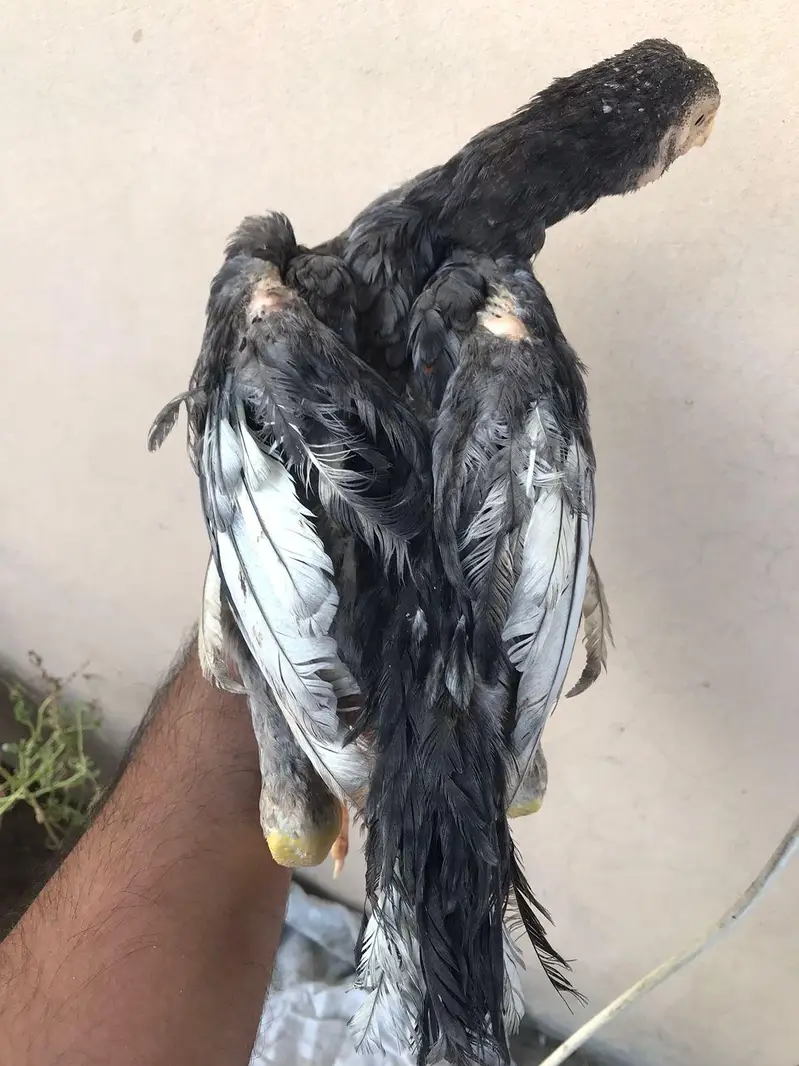 Sindhi Aseel saletha , mushka patha  ,murga — photo 12