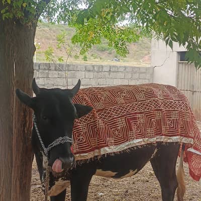 Cow for sale