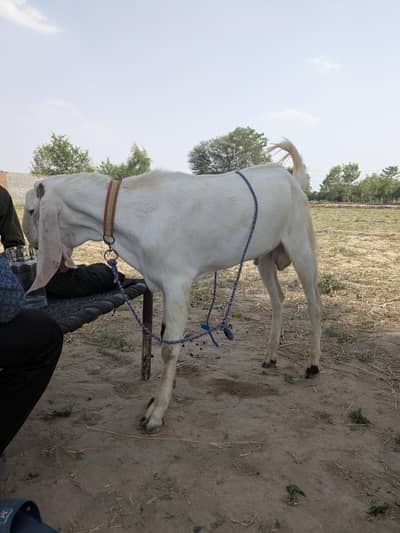 goats male