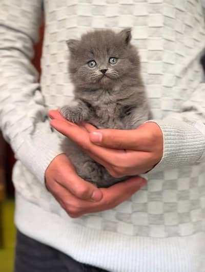 Persian Kittens |Blue Eyes|3 coted |Cat Baby OƷ48029O146 ωtsap