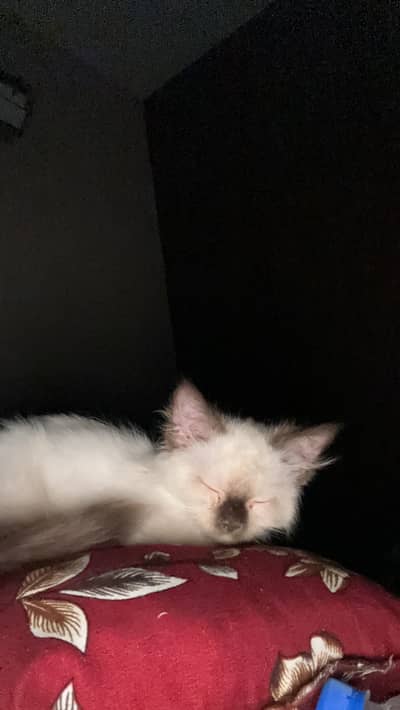 Himalian Colour, Persion Kitten 2 Months