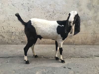 Khasi bakra 03095836110