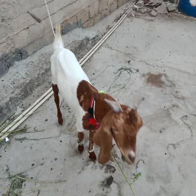 Bakra for Sale