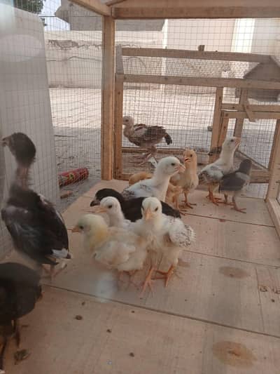 golden misri chicks